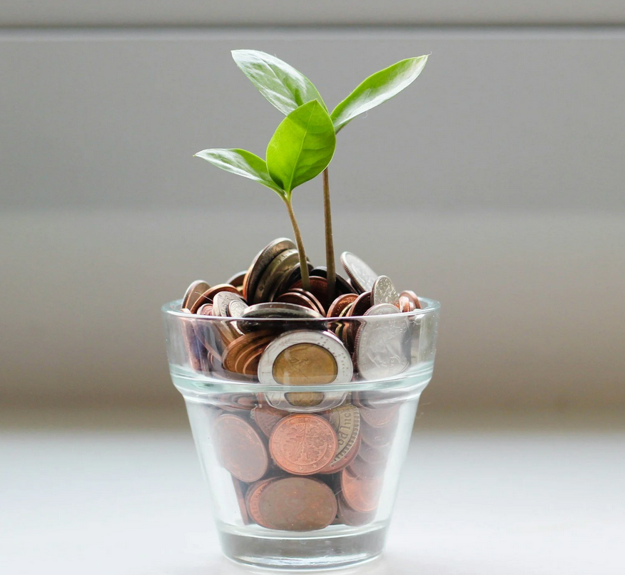Pot Plant - Money
